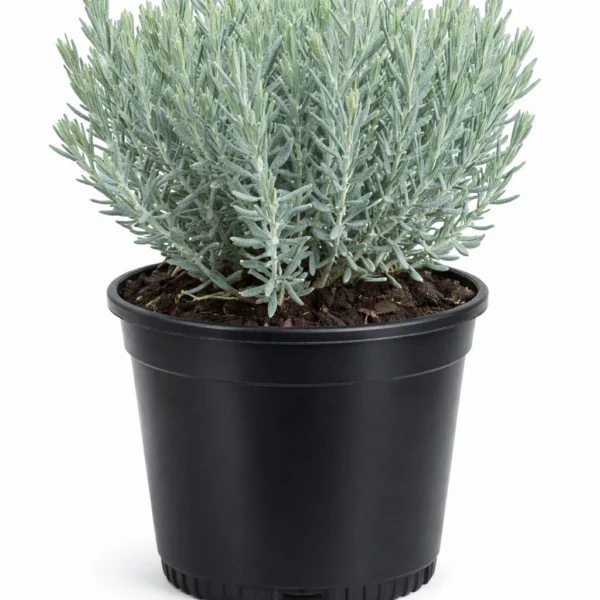 Modrzewnica pospolita