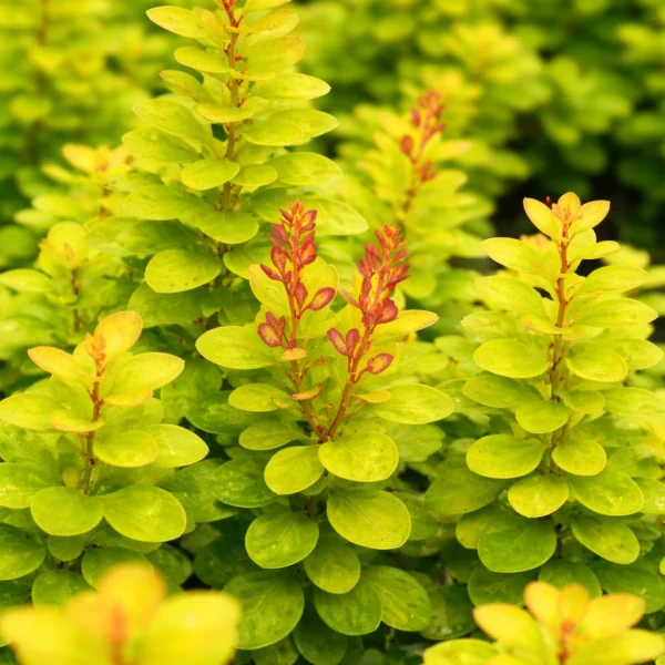 Berberys Thunberga ‘Neon Gold’