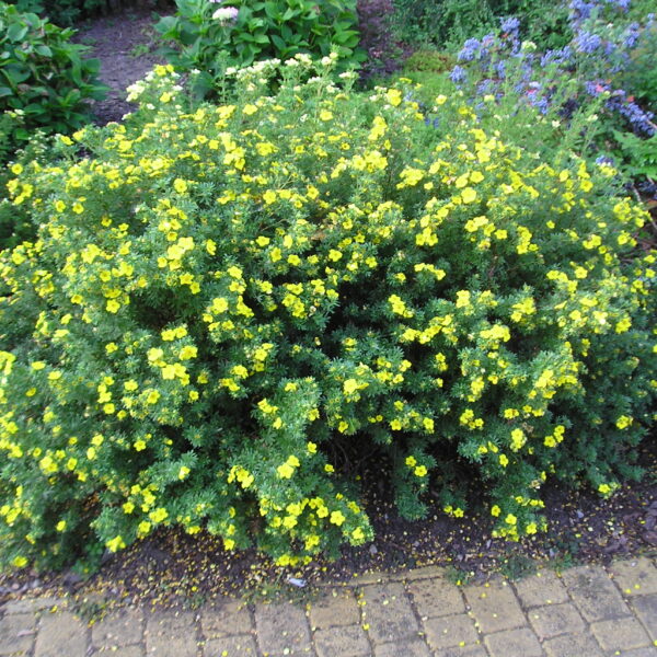 Pięciornik krzewiasty 'Goldstar'