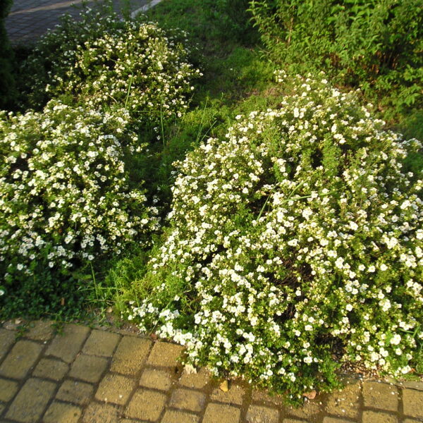 Pięciornik krzewiasty 'Abbotswood'