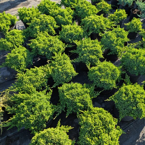 Jałowiec rozesłany 'Bonin Isles'