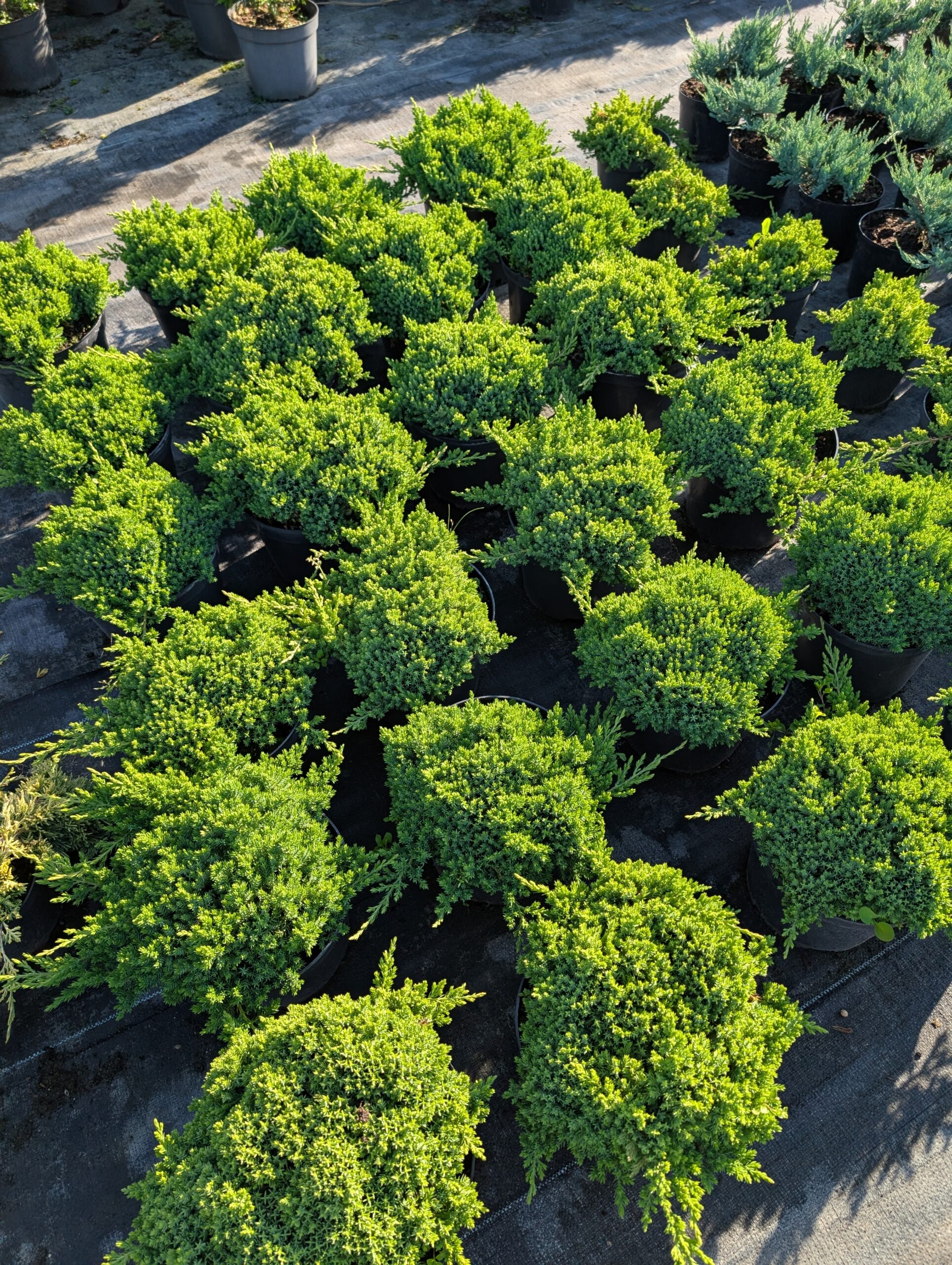 Jałowiec rozesłany 'Bonin Isles'