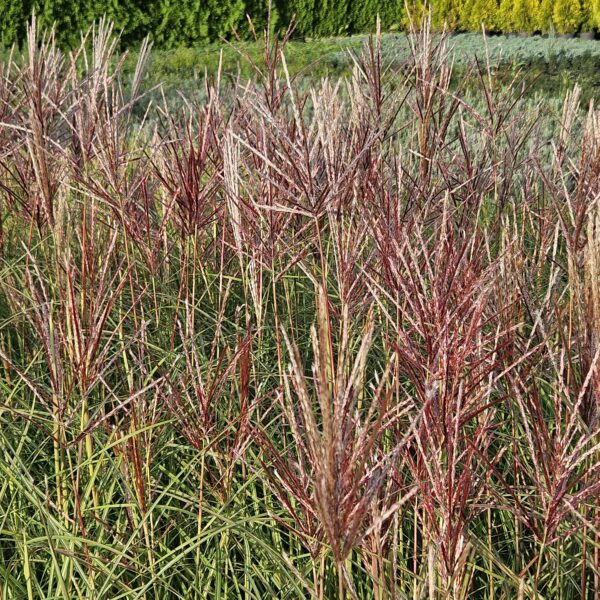 Miskant chiński 'Red Chief'