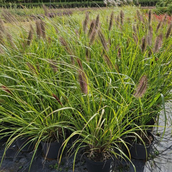 Rozplenica japońska 'Red Head'