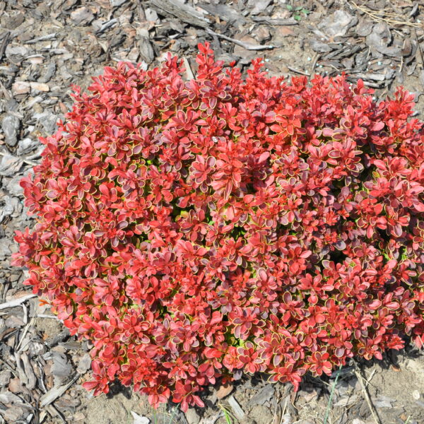 Berberys Thunberga 'Ruby Star'