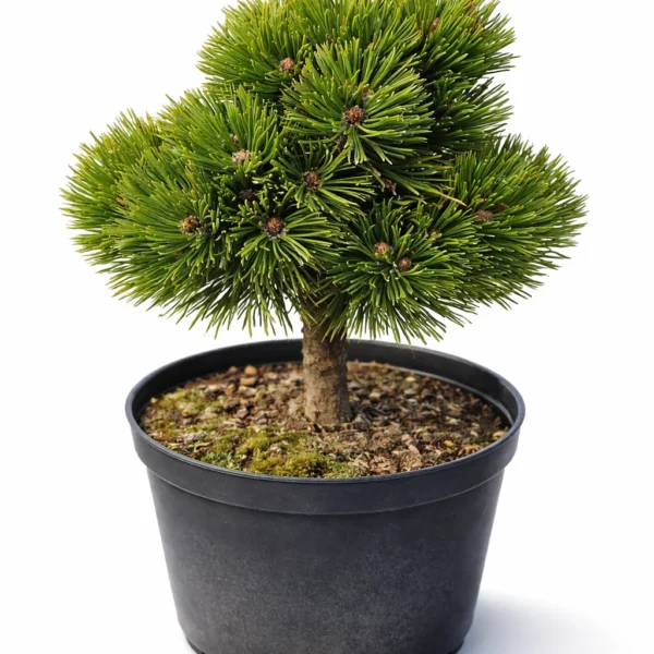 Sosna bośniacka Smidtii