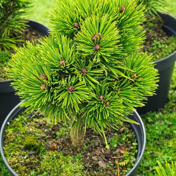 Sosna bośniacka Smidtii