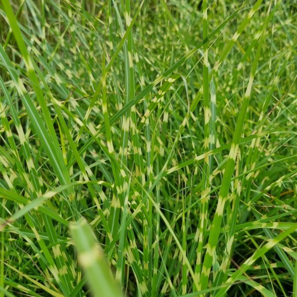 Miskant chiński ‘Strictus Dwarf’