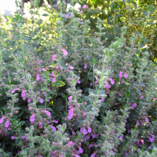 Ożanka właściwa - Teucrium chamaedrys