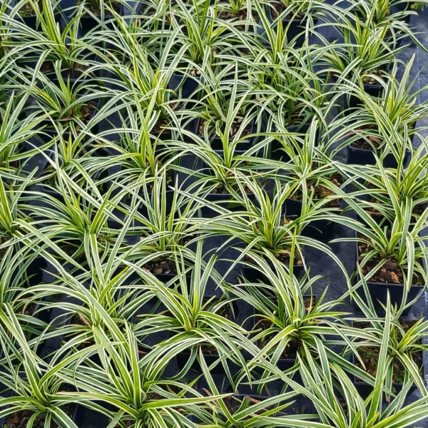 Turzyca Morrowa 'Ice Dance'